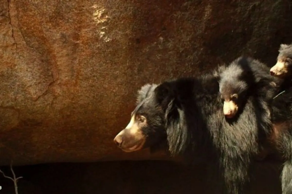 Bear cubs are completely dependent upon their mothers during the first two formative years of their life