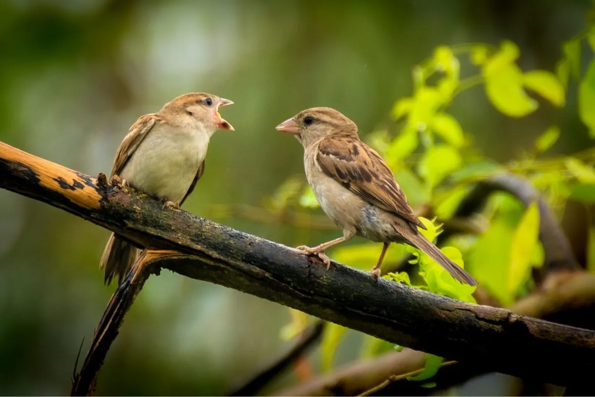 House Sparrow fight