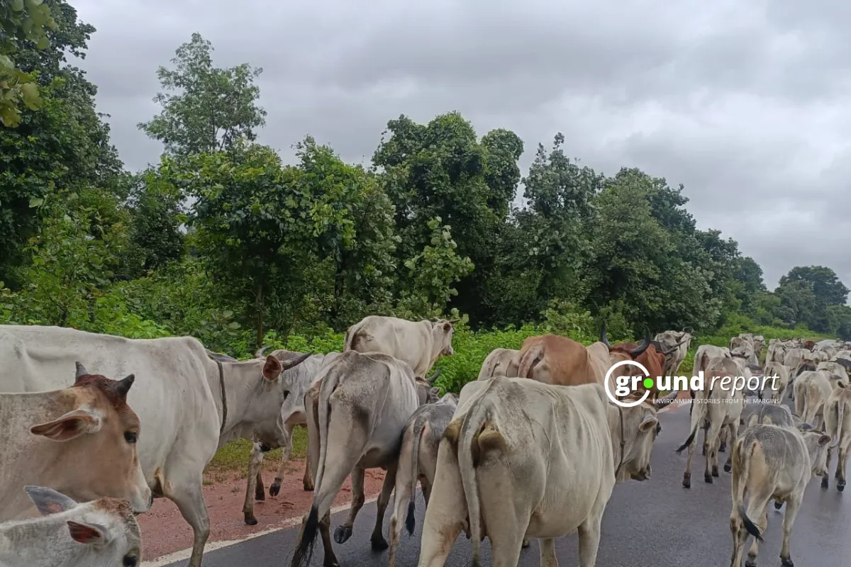 cattle group walking on the road