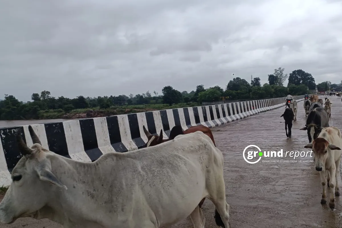 cattle on road