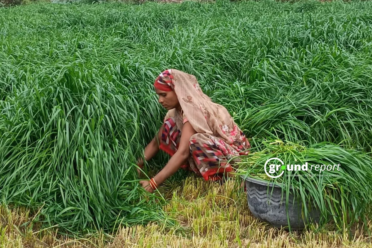 fodder grown for the livestock