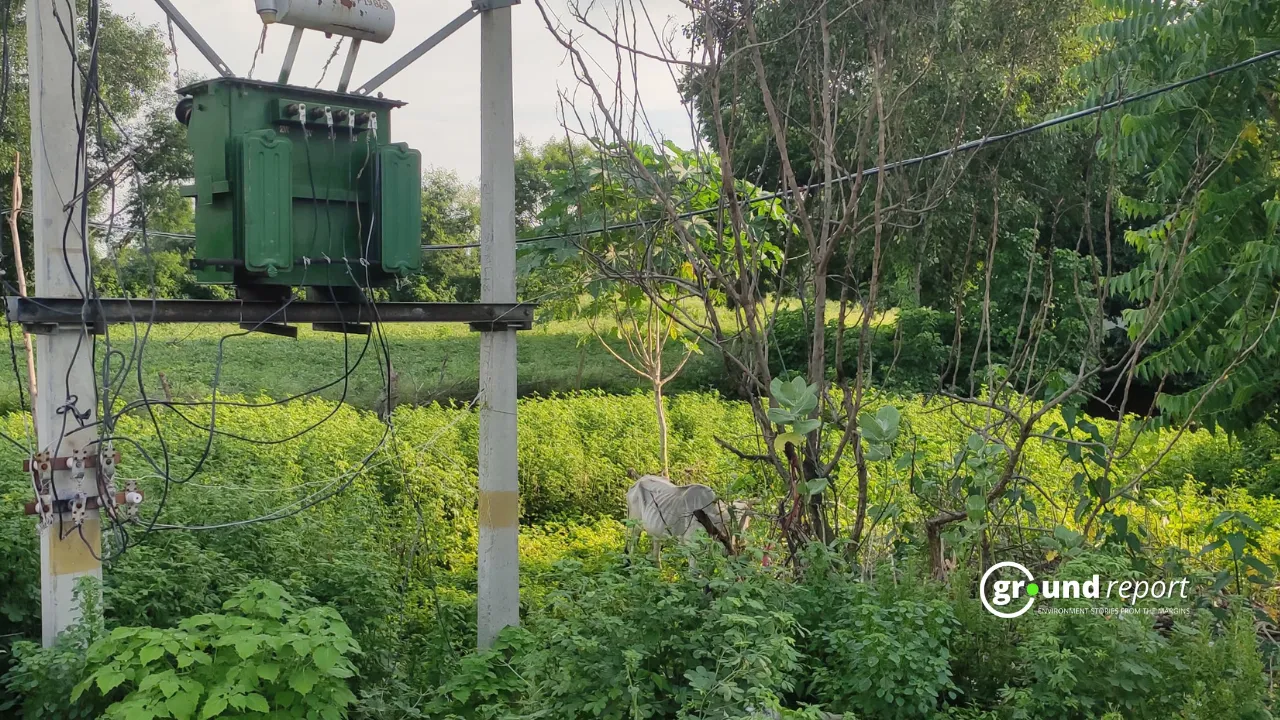 Cows are entering the agricultural field from an area that is not fenced yet.