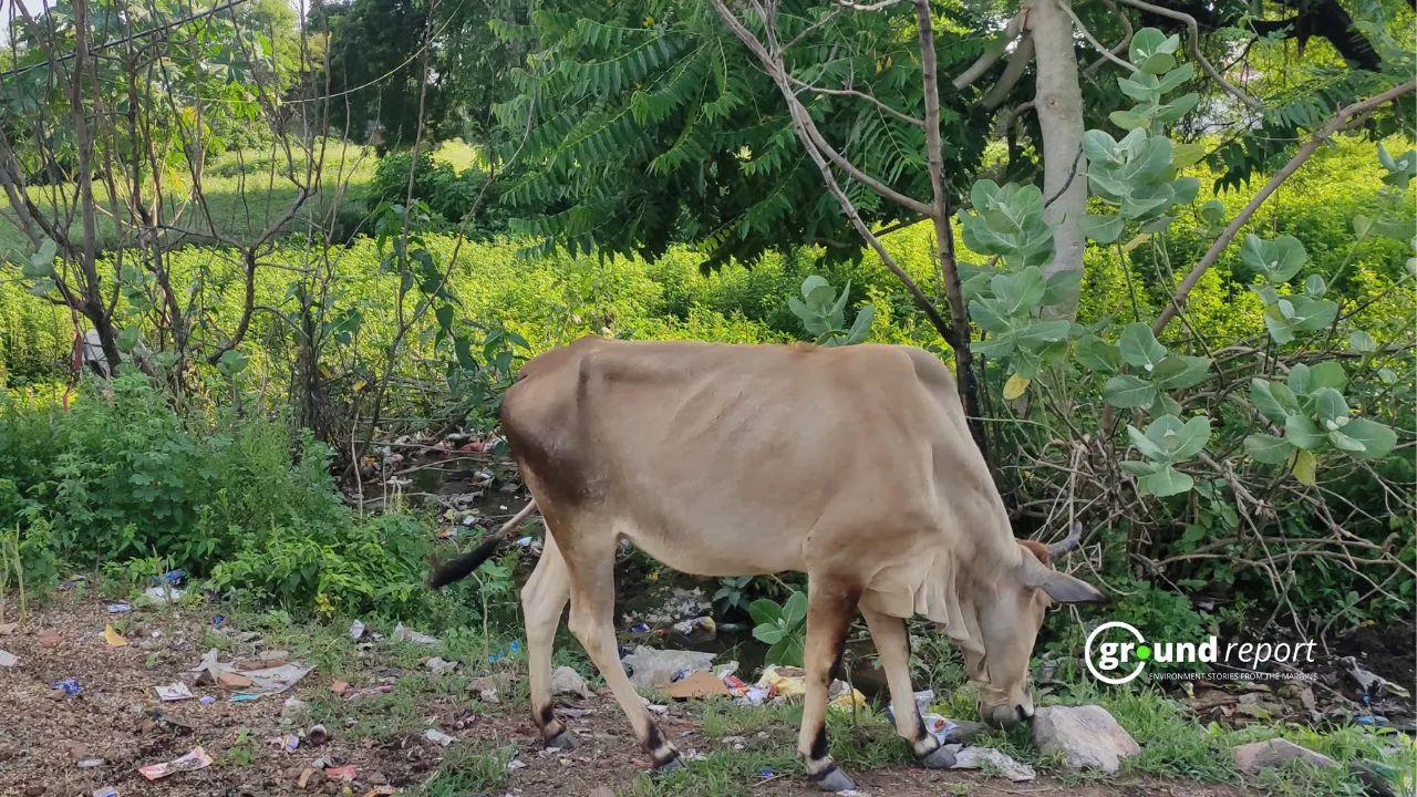 Cow around agricultural farms in Chhatarpur (M.P.)