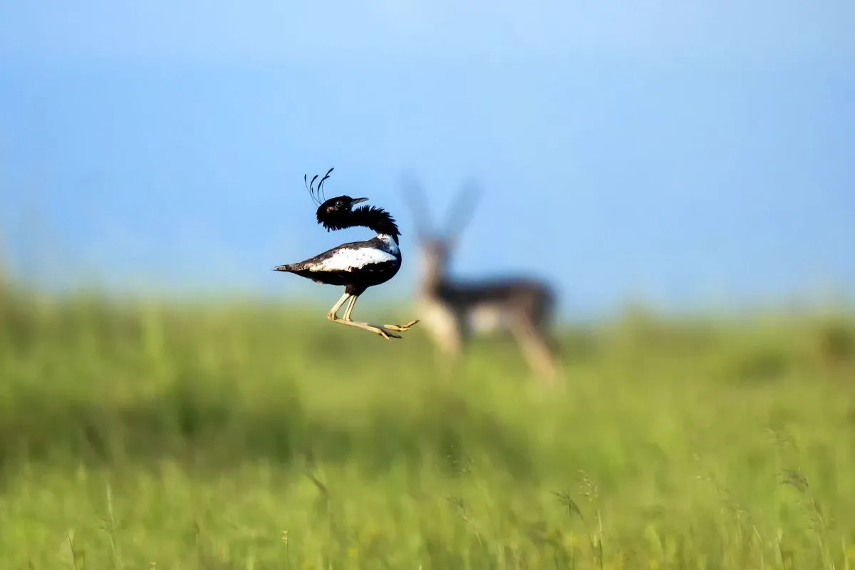 Lesser Florican Madhya Pradesh