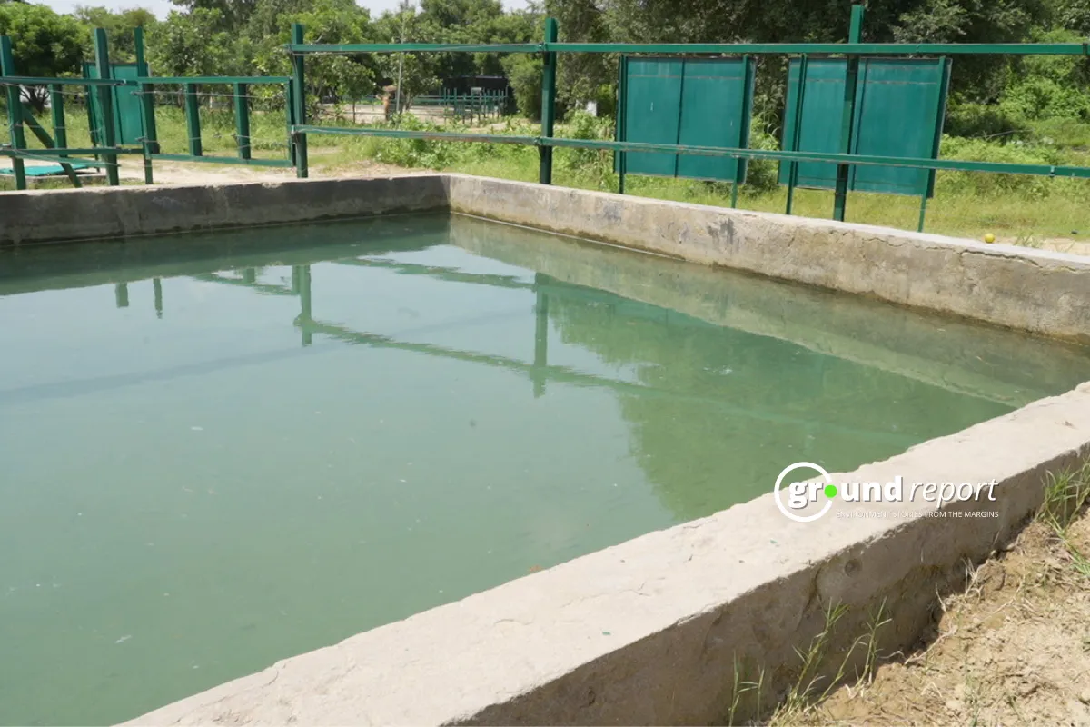 elephant swimming pool at wildlife sos