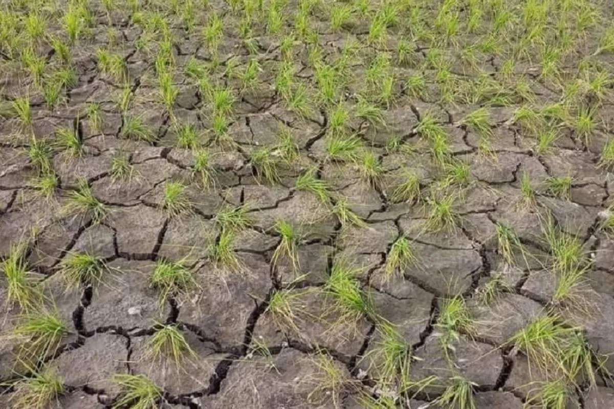 Parched soil and struggling paddy cultivation in Kashmir, illustrating the severe drought conditions and the impact of climate change on agriculture in the region