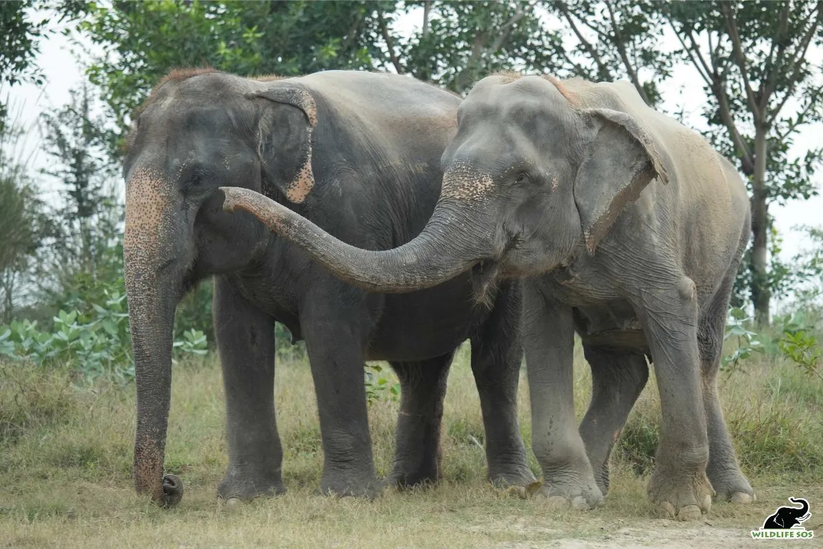 Elephant Kalpana