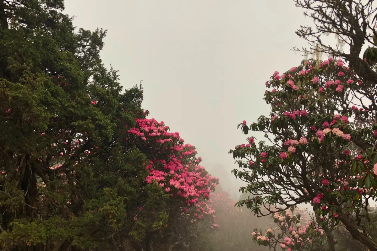 rododendron forest