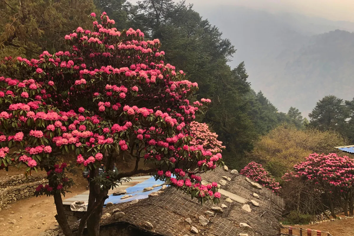 rhododendron in Lausasa