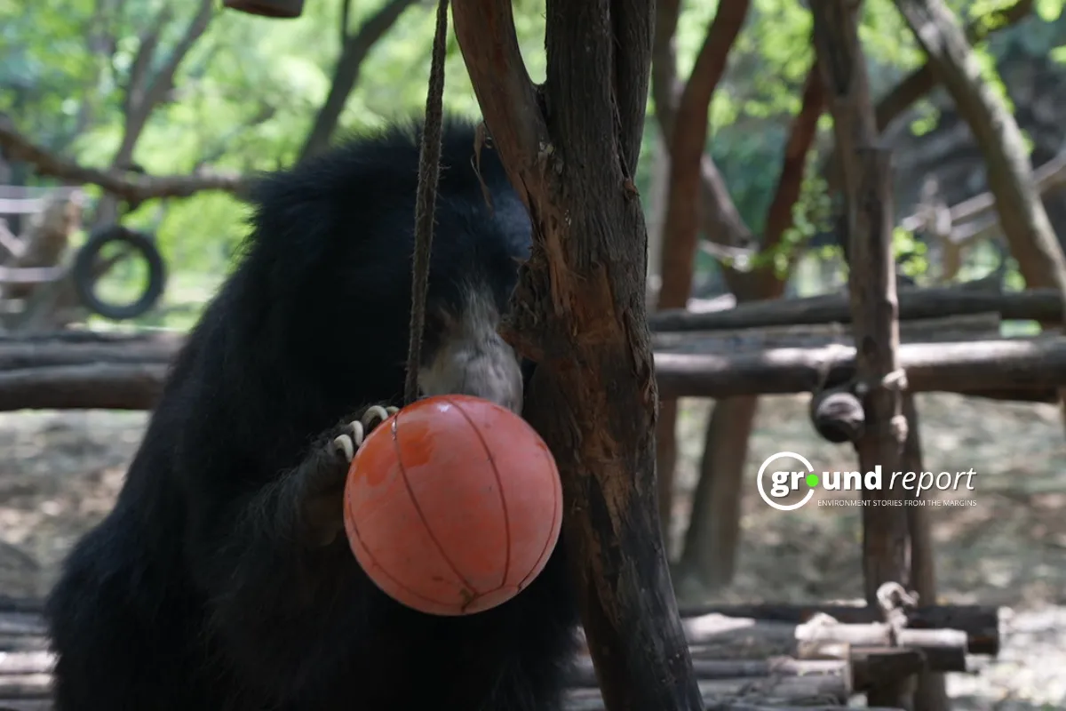 sloth bear searching his food