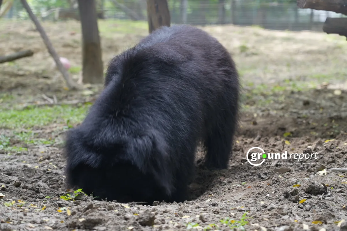 sloth bear digging a pit