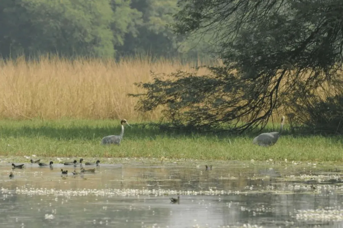 wetland