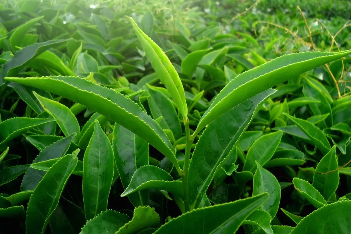 Kerala Agriculture