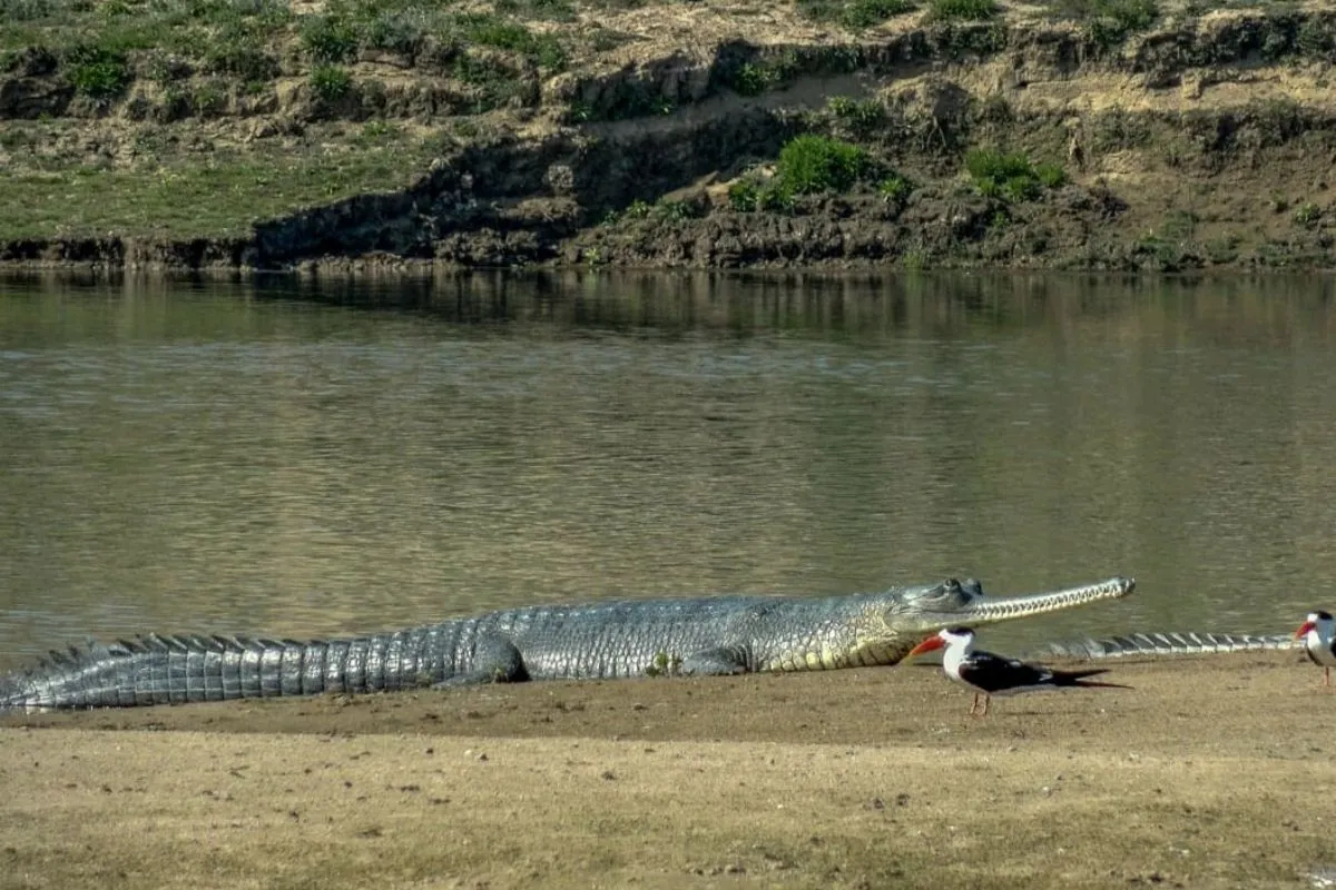 gharial crocodile