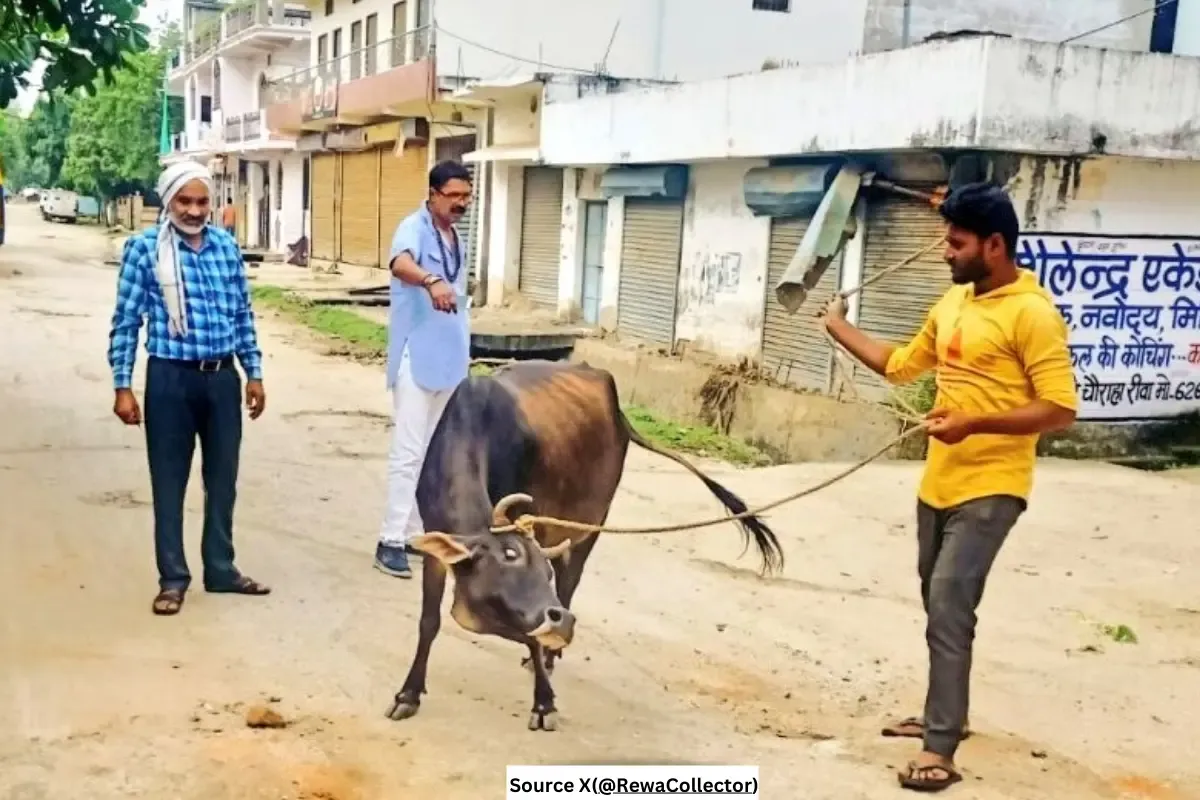 Stray animals in Rewa