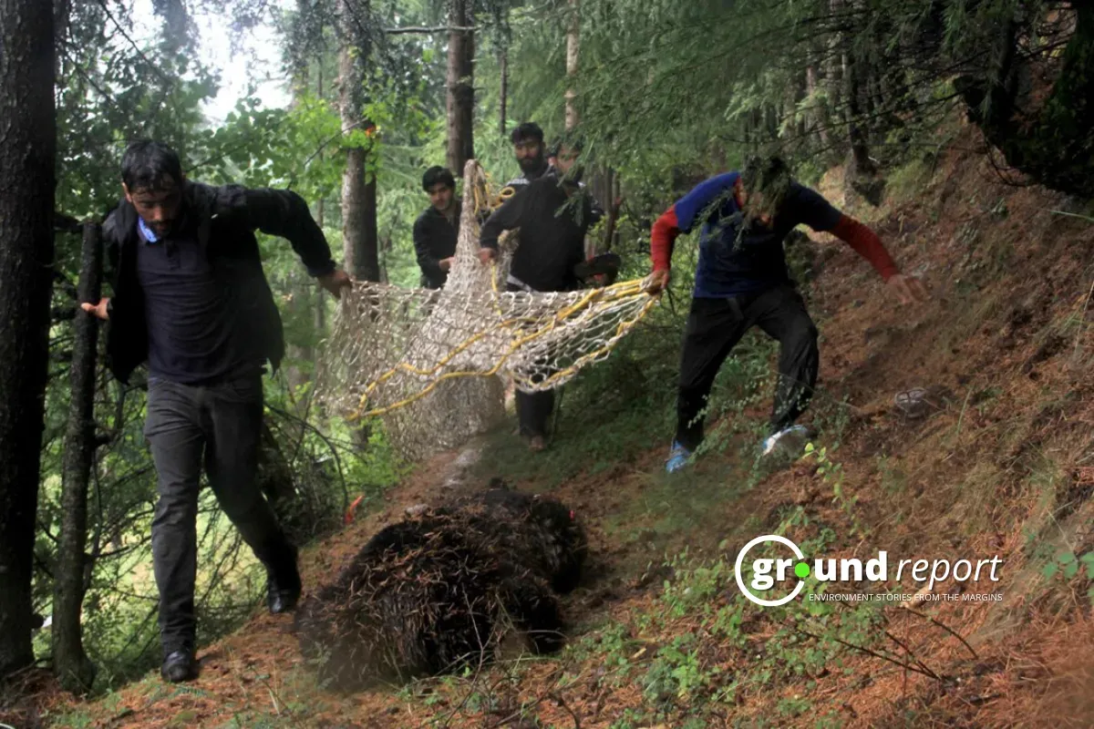 Capturing bear human animal kashmir