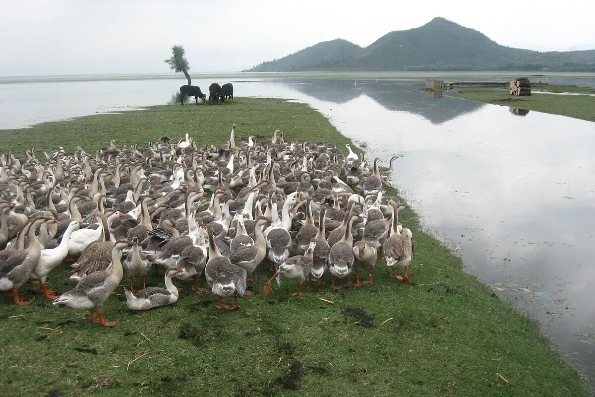 A flock of geese gather at Hokersar Wetland in Kashmir, a vital stopover for migratory birds