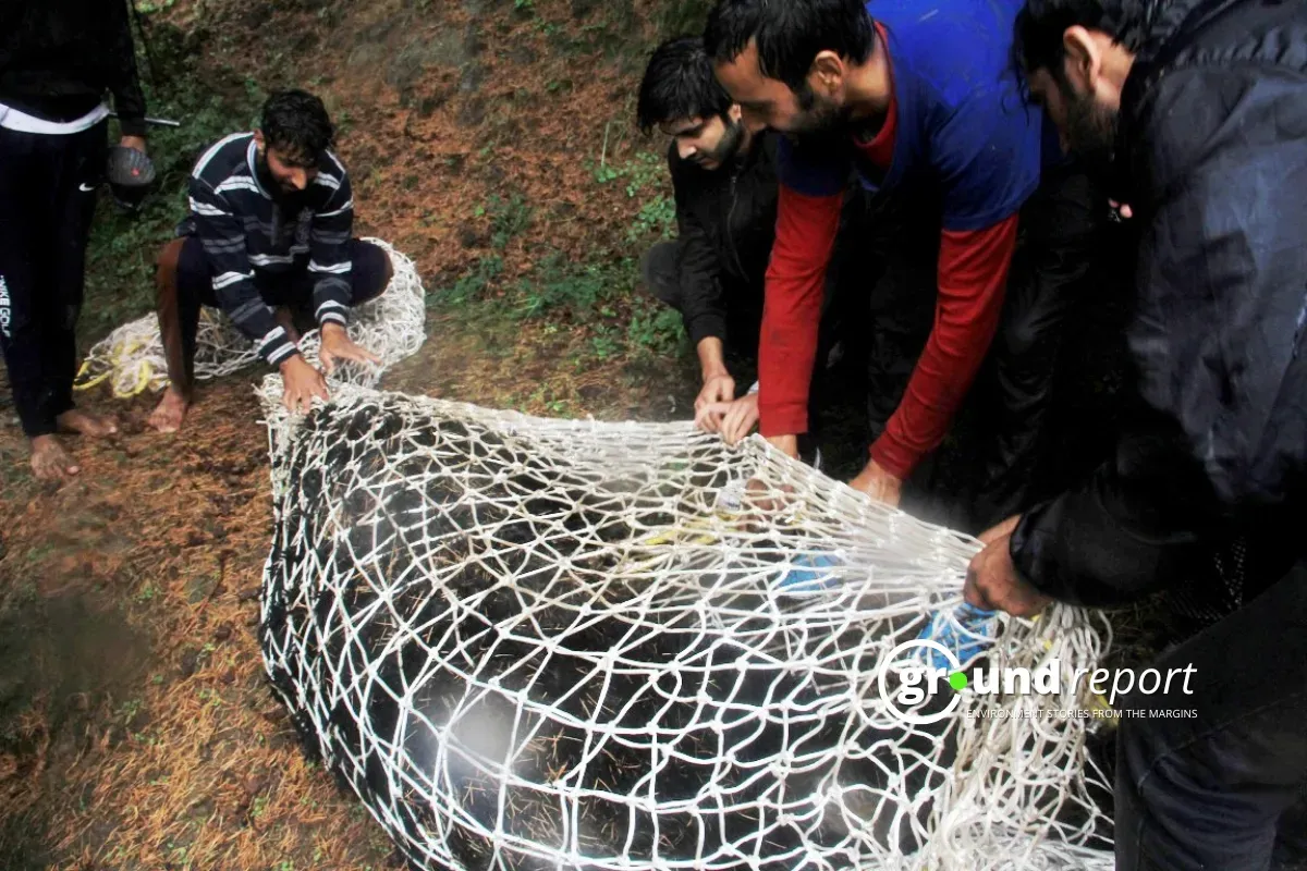 catching the bear after tranquilizing