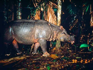 Indian Javan Rhinoceros