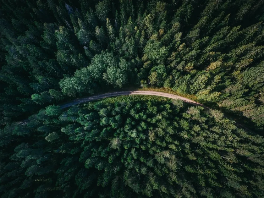 An overhead view of a forest.