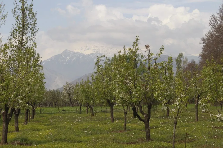 spring in kashmir