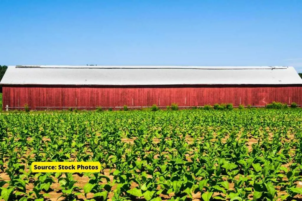 tobacco farming