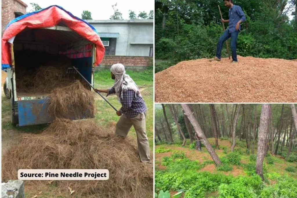 pine needle collection