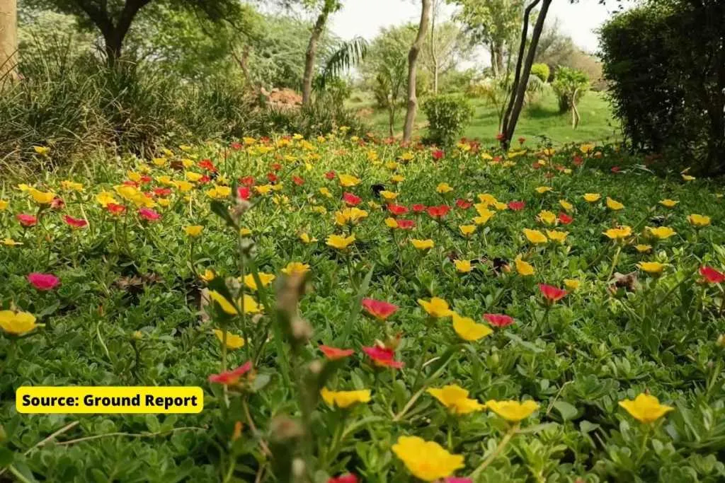 valley of flower in sanjay van