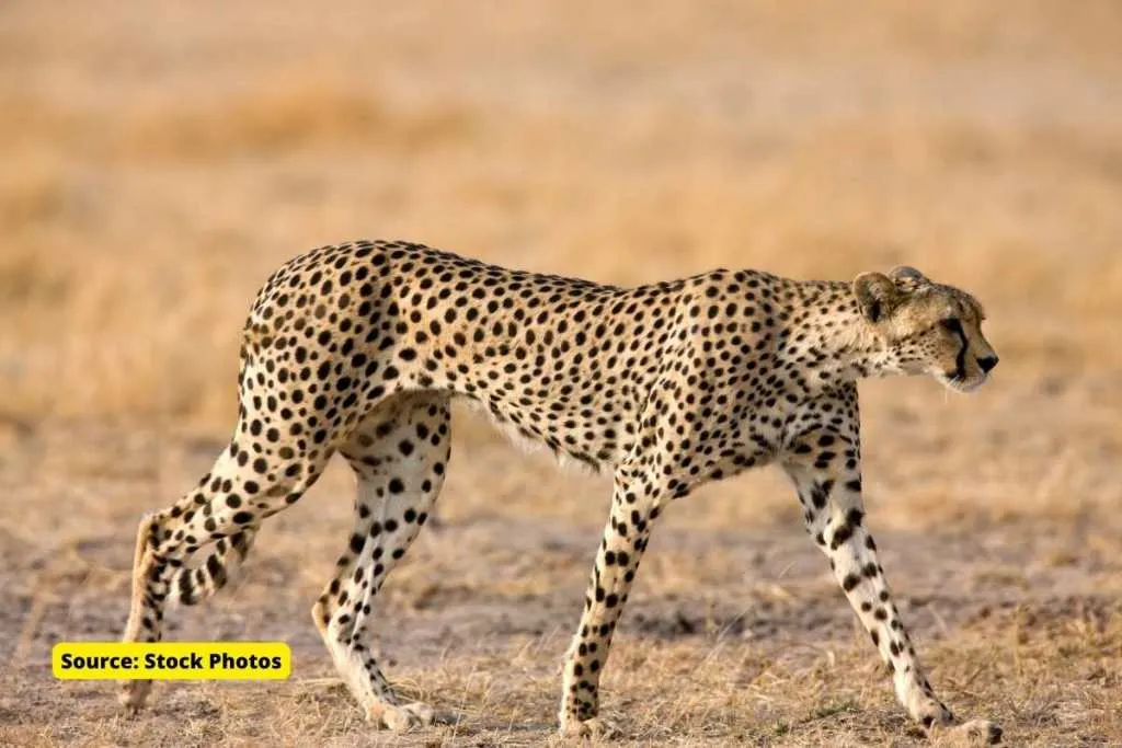 Cheetah in Kuno Sanctuary