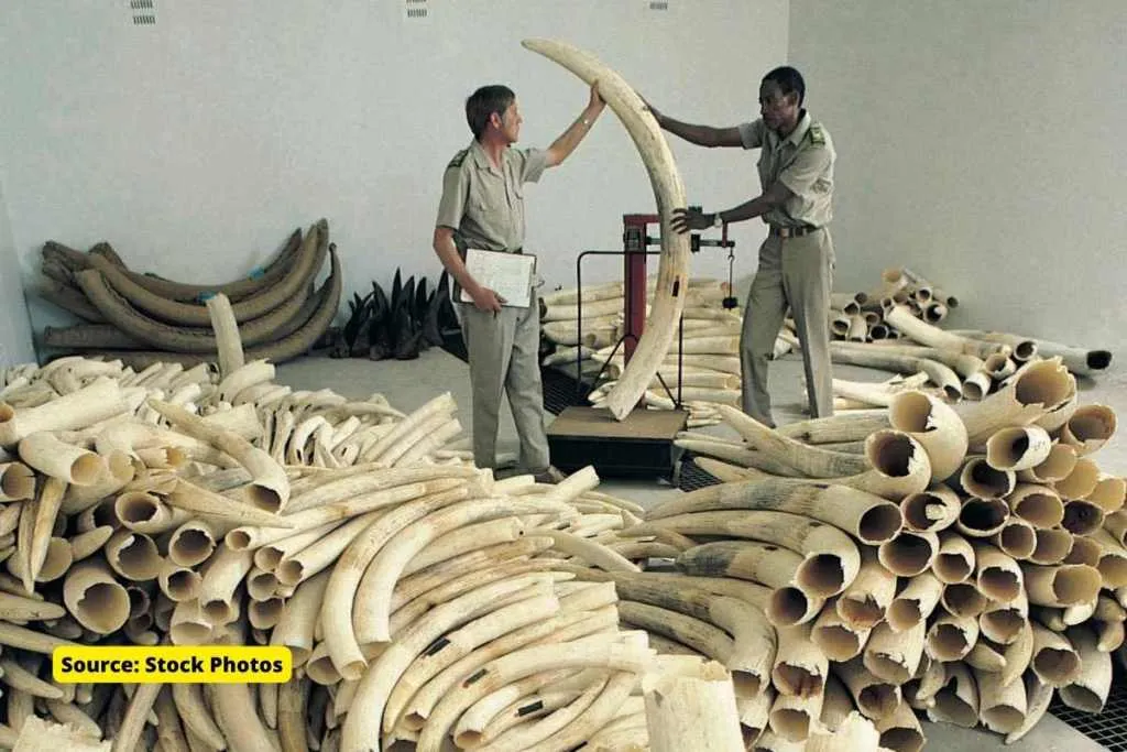 ivory Trade Ban