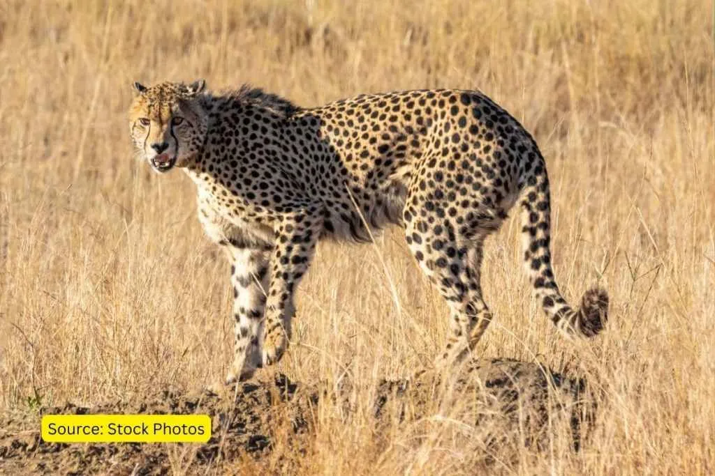 Grasslands Cheetah