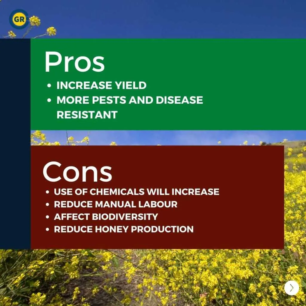 Pros and cons of GM Mustard