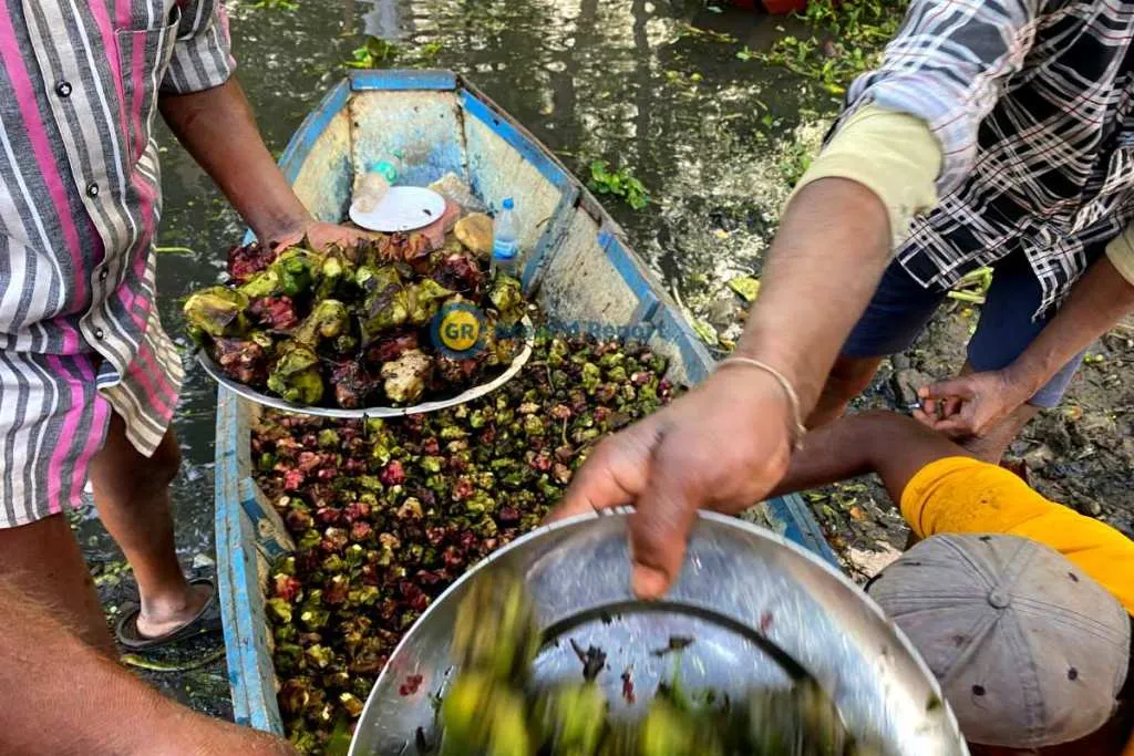 Water CHestnut farming bhopal