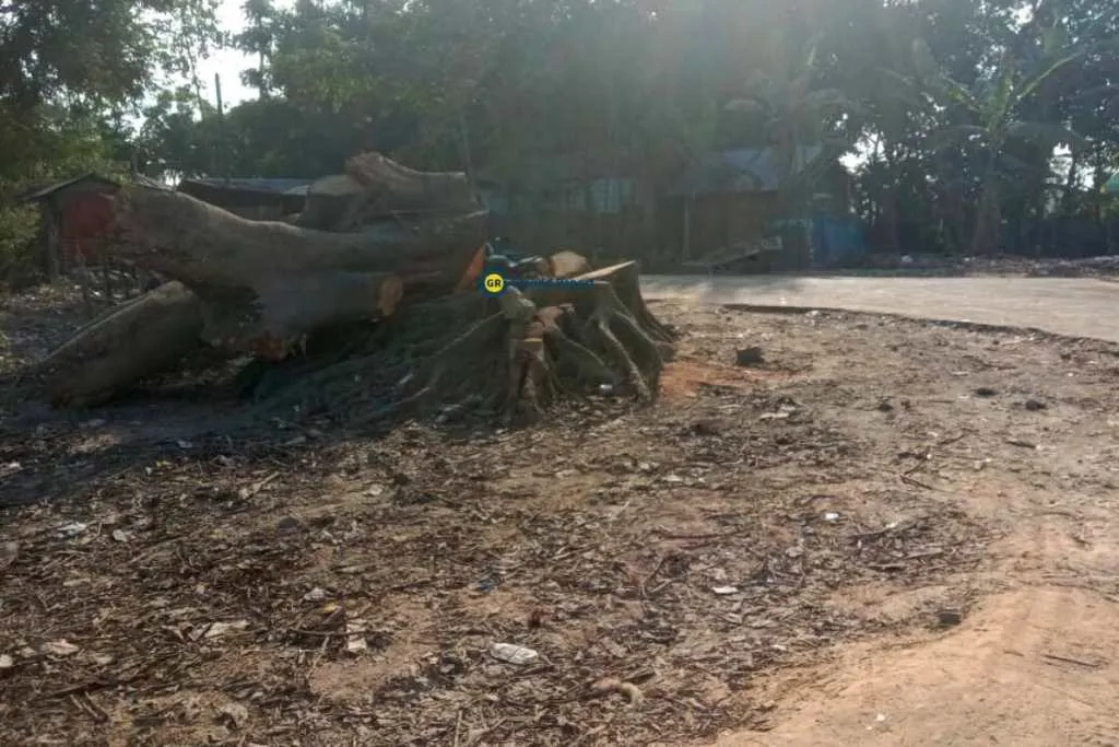 Old trees which have taken at least 30-40 years were chopped off.  NH-37 project Assam