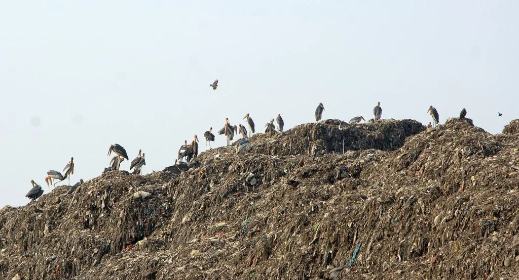 Greater adjutants at the dump at Deepor Beel