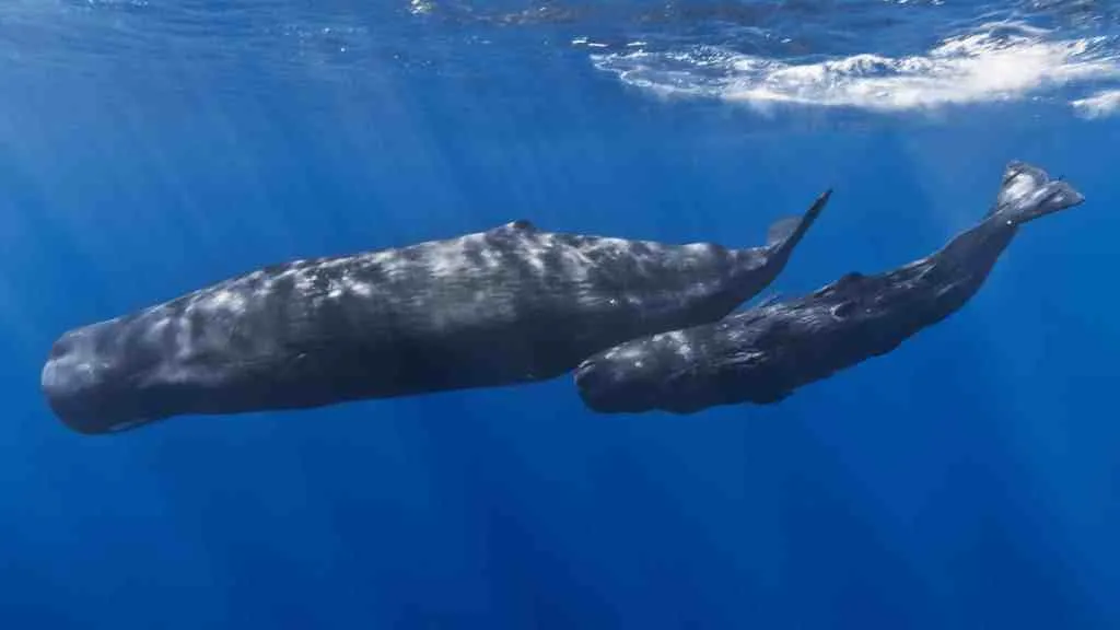 A mother sperm whale and her calf off the coast of Mauritius. The calf has remoras attached to its body | Courtesy: Gabriel Barathieu/ Wikimedia Commons
