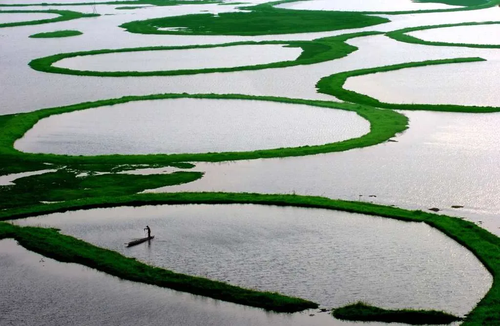 A fisherman searches for catch at Loktak lake in Manipur, India. |