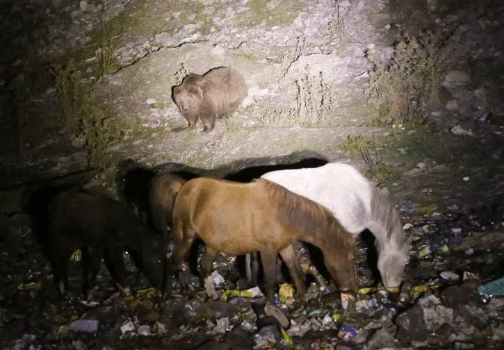 brown bears in Kashmir by Wildlife SOS found that the bears consume food from the garbage, including plastic bags, milk powder, biryani, and chocolate wrappers.