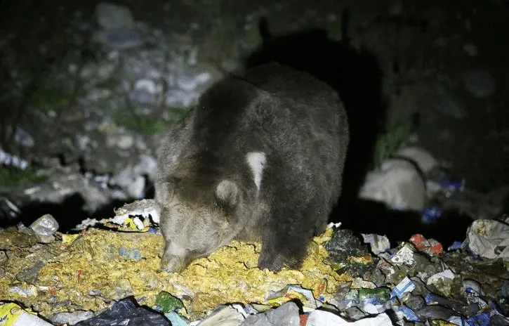 brown bears in Kashmir by Wildlife SOS found that the bears consume food from the garbage, including plastic bags, milk powder, biryani, and chocolate wrappers.