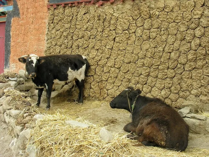 cow shade india