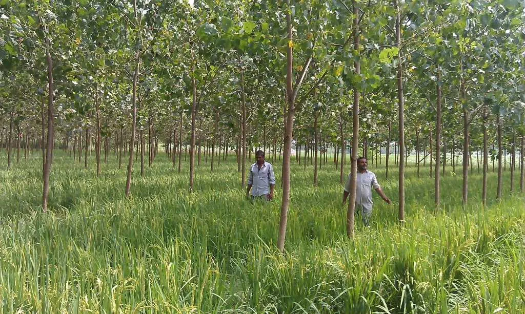 Farmers showing their Paddy and Poplar Trees based agroforestry, Haryana, India