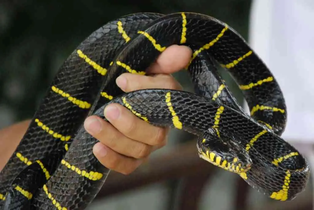 The banded krait (Bungarus fasciatus) is a species of elapid snake found on the Indian Subcontinent and in Southeast Asia.