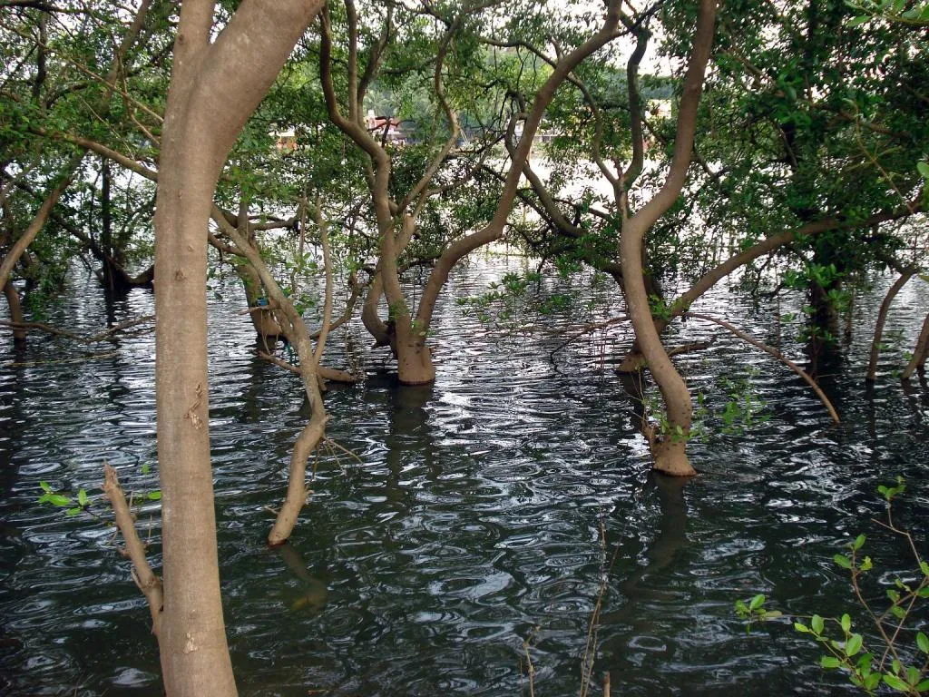 mangrove forest