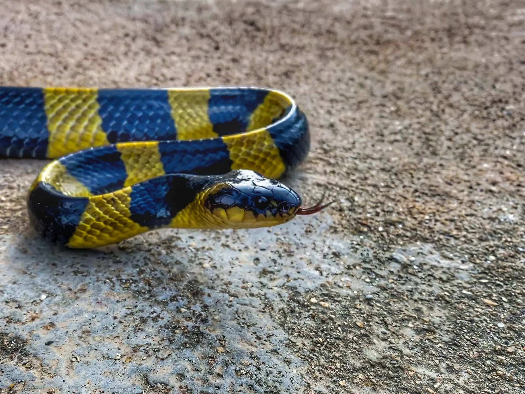 The banded krait (Bungarus fasciatus) is a species of elapid snake found on the Indian Subcontinent and in Southeast Asia.