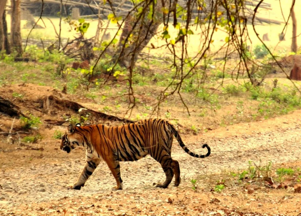 The Royal Bengal Tiger at Nagarhole National Park