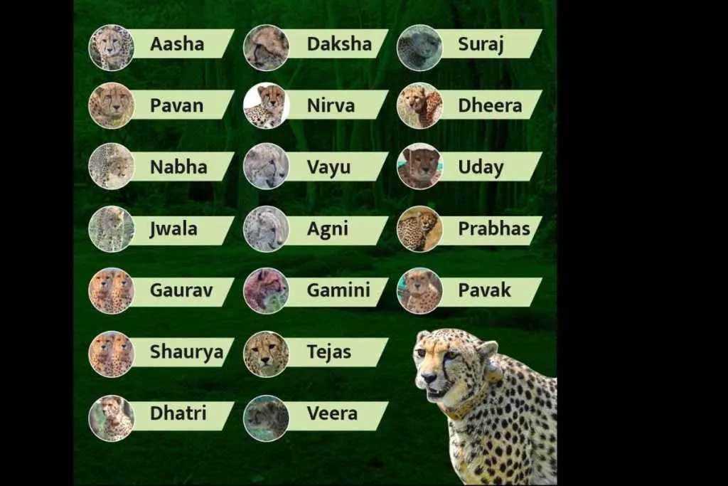 New names of cheetahs in Kuno national park