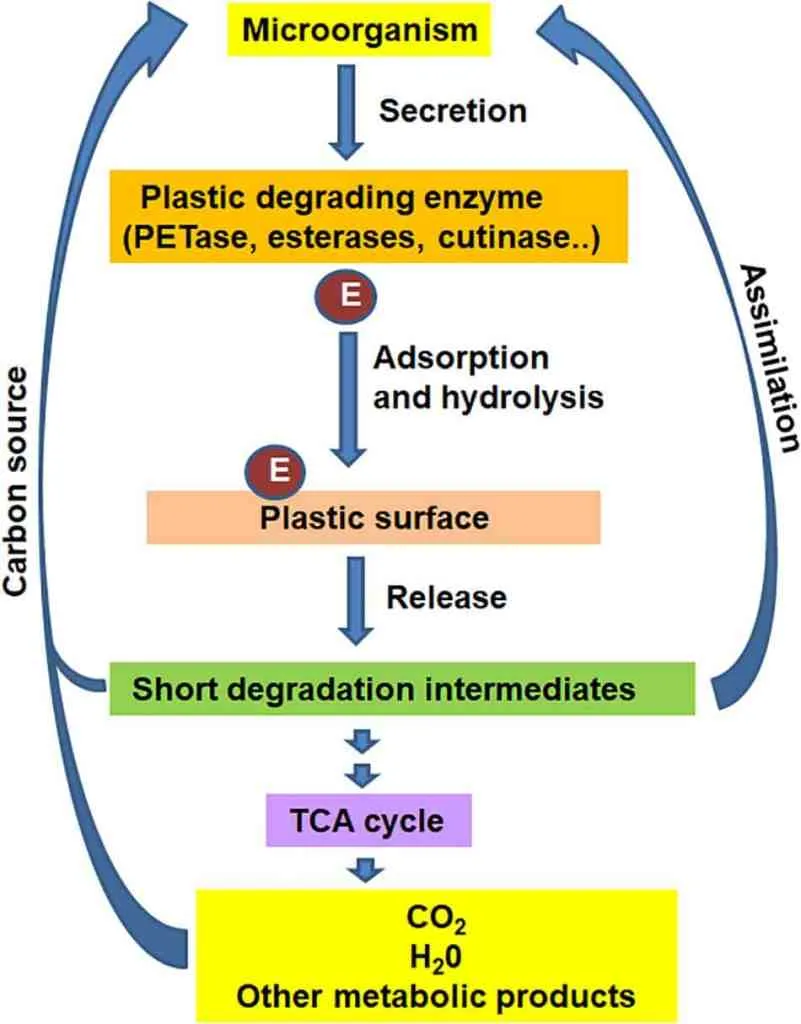 Microbial and Enzymatic Degradation of Synthetic Plastics 