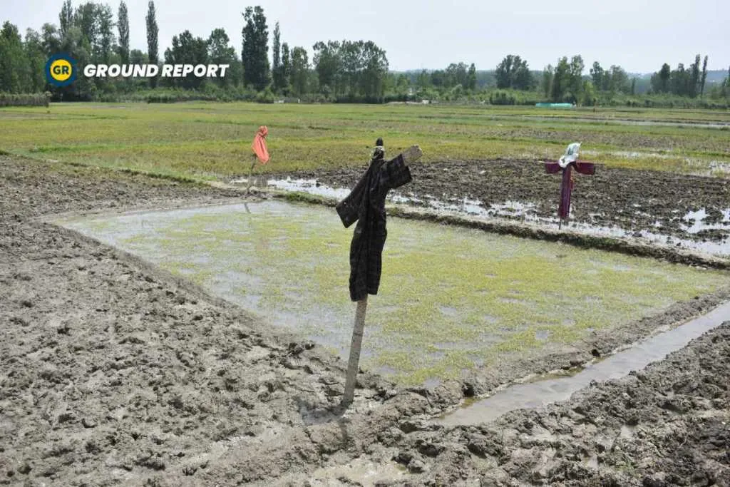 You will see an unusual number of scarecrows in the Chakloo Village of Kashmir