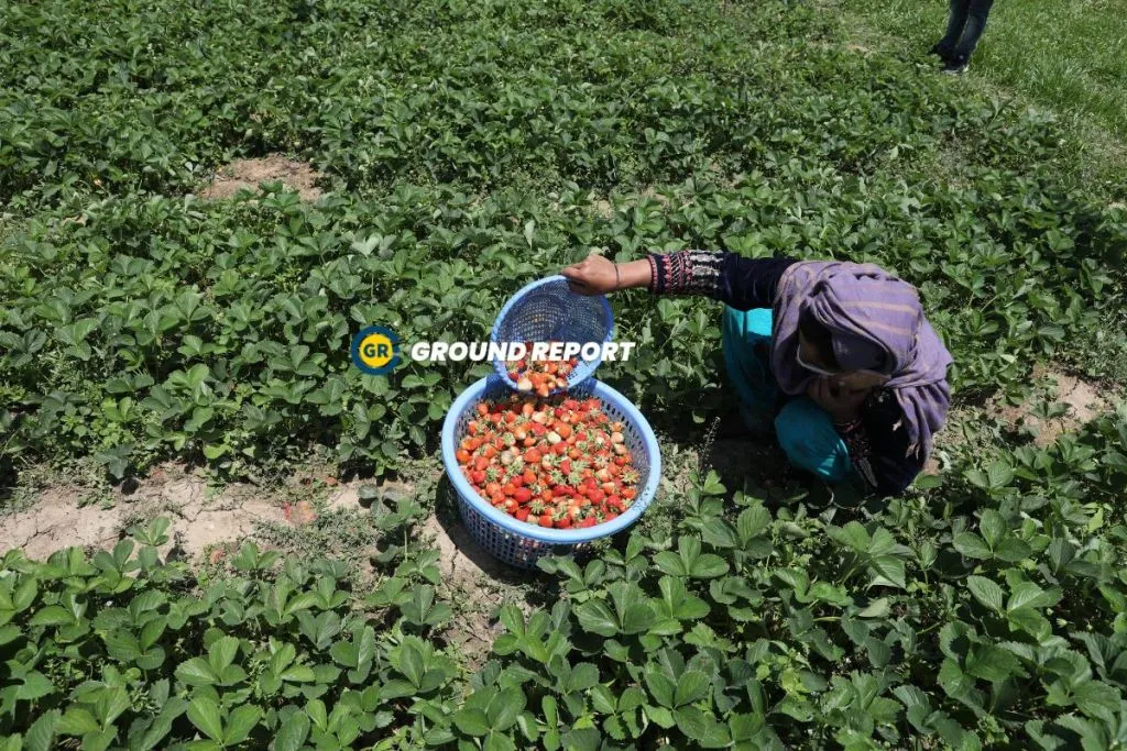 Gusso area of Hazratbal, Srinagar, strawberry harvest