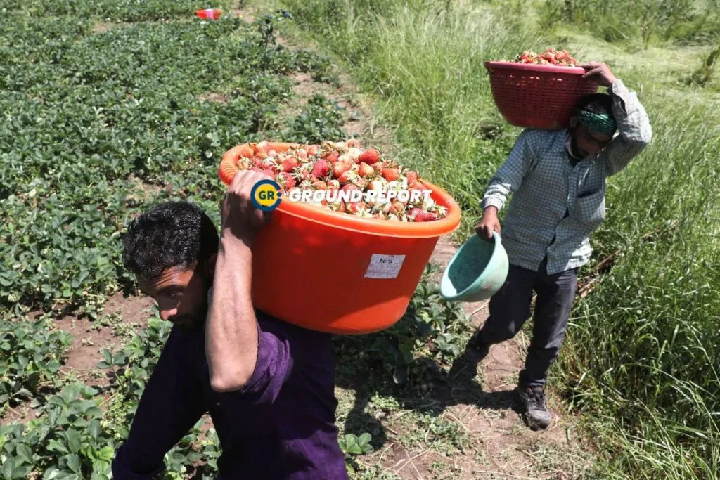 Gusso area of Hazratbal, Srinagar, strawberry harvest